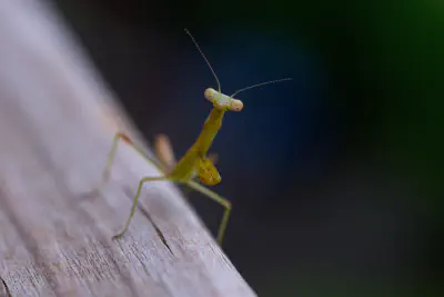 Mantis