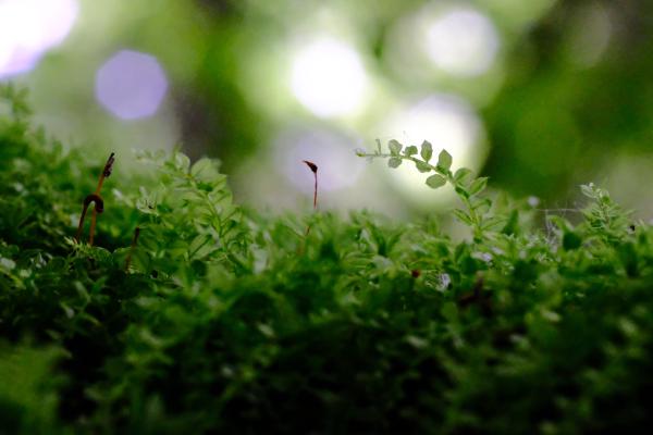 Moss Macro