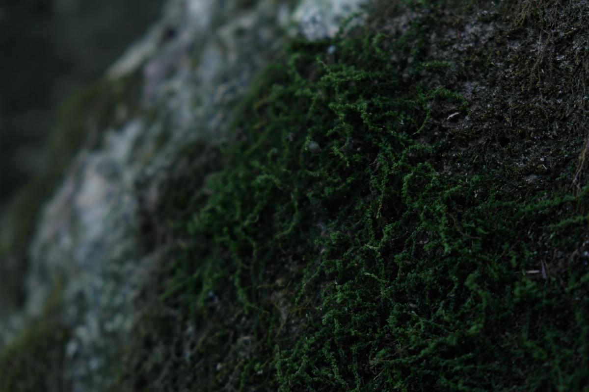 Moss (Rock)