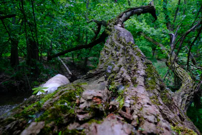 Tree Fall