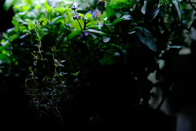 Underbrush