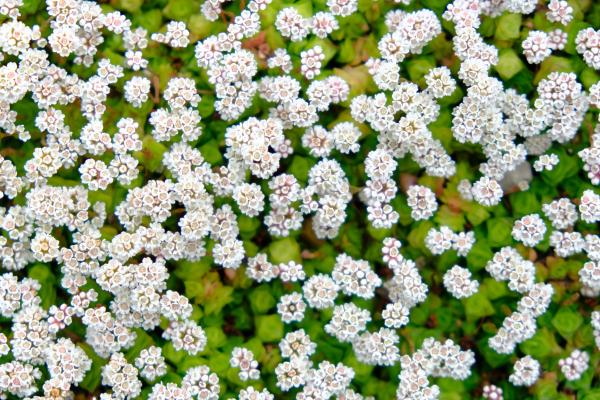 White Flowers
