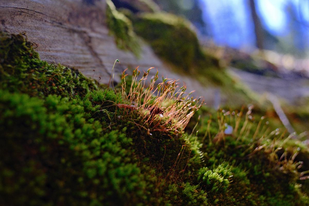 Moss in Sequoia